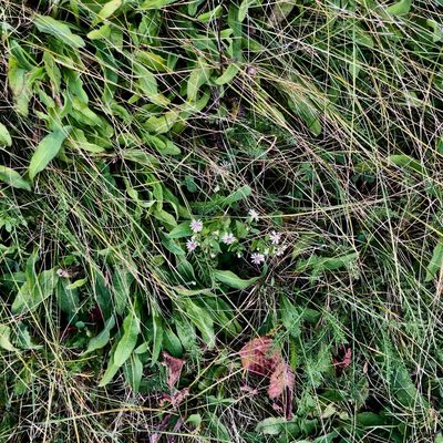 Symphyotrichum lateriflorum, photographed by Jamie VanBuskirk