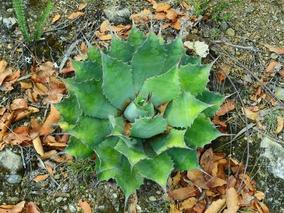 Agave potatorum, photographed by Diana Fuentes