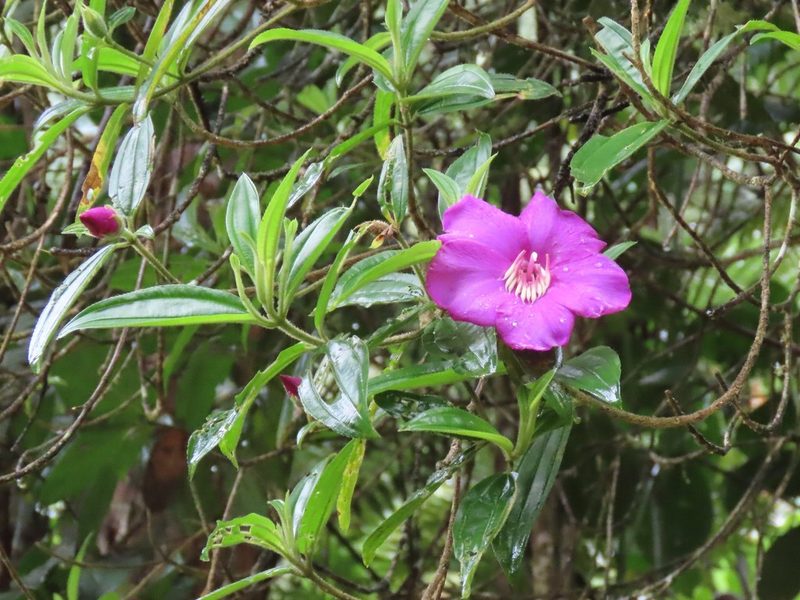 Meriania speciosa, photographed by Juan C. Espinosa