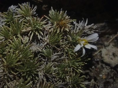Celmisia sessiliflora, photographed by Penelope Noel Gillette