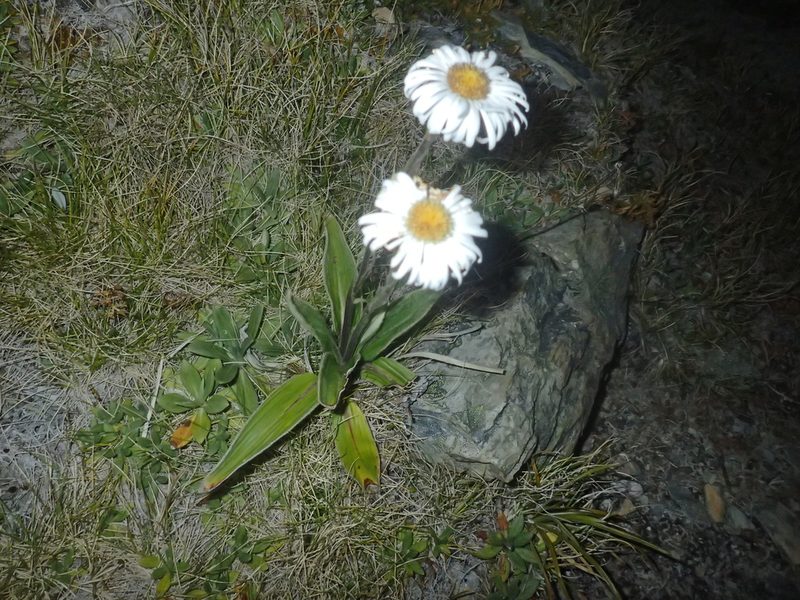 Celmisia verbascifolia, photographed by Penelope Noel Gillette