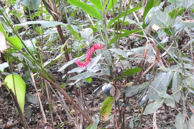Alpinia purpurata, photographed by Ben Meredyk