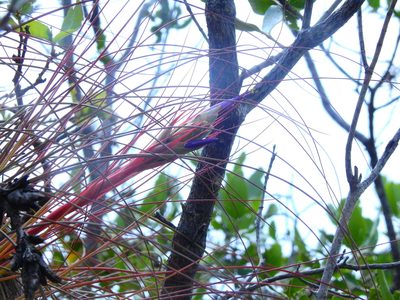 Tillandsia juncea, photographed by Diana Fuentes