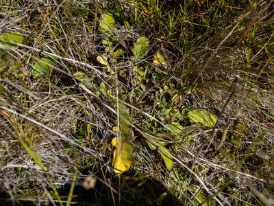 Sonchus novae-zelandiae, photographed by Cara-Lisa Schloots
