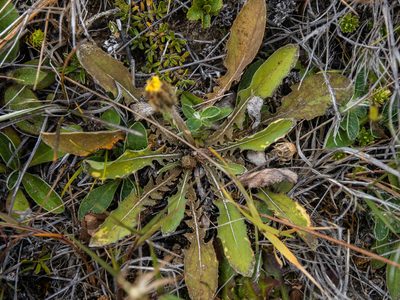 Sonchus novae-zelandiae, photographed by Cara-Lisa Schloots