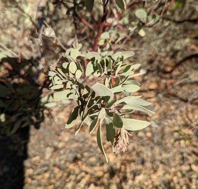 Arctostaphylos canescens, photographed by Dominic Gentilcore