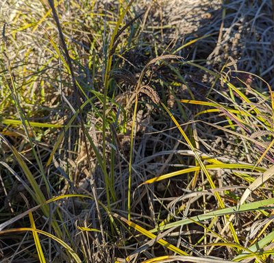 Carex obnupta, photographed by Dominic Gentilcore