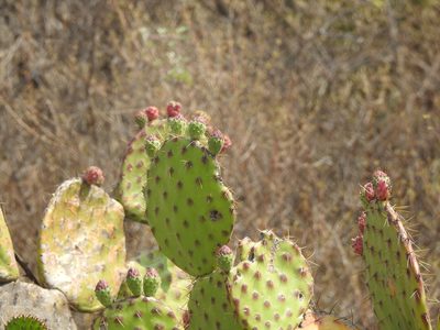 Opuntia depressa, photographed by Diana Fuentes