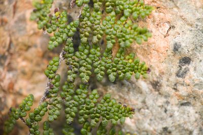 Myriopteris clevelandii, photographed by Trevor Van Loon