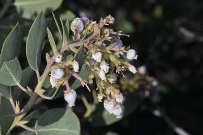 Arctostaphylos otayensis, photographed by Trevor Van Loon
