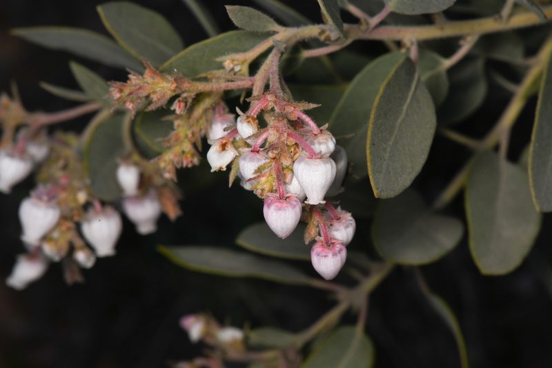 Arctostaphylos otayensis, photographed by Trevor Van Loon