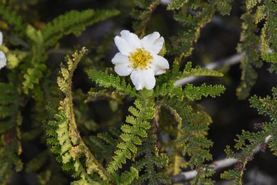 Chamaebatia australis, photographed by Trevor Van Loon