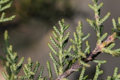 Hesperocyparis forbesii, photographed by Trevor Van Loon
