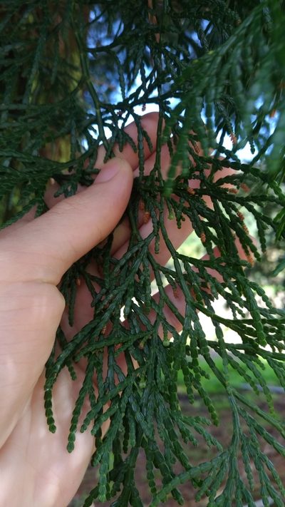 Calocedrus formosana, photographed by Jason