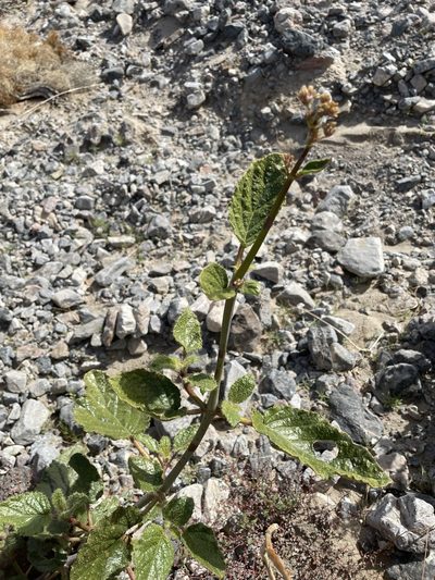 Anulocaulis annulatus, photographed by Matt Berger
