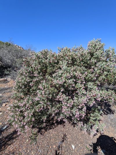 Arctostaphylos otayensis, photographed by Trevor Van Loon
