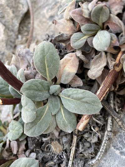 Eriogonum intrafractum, photographed by Matt Berger
