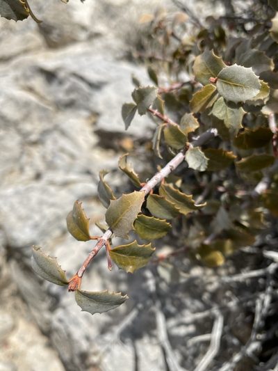 Tetracoccus ilicifolius, photographed by Matt Berger