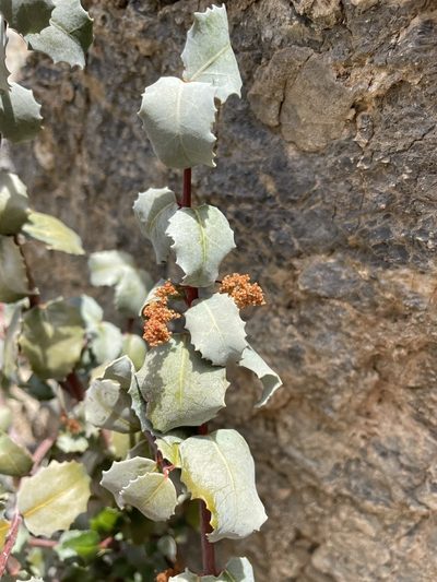 Tetracoccus ilicifolius, photographed by Matt Berger