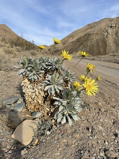 Enceliopsis covillei, photographed by Matt Berger