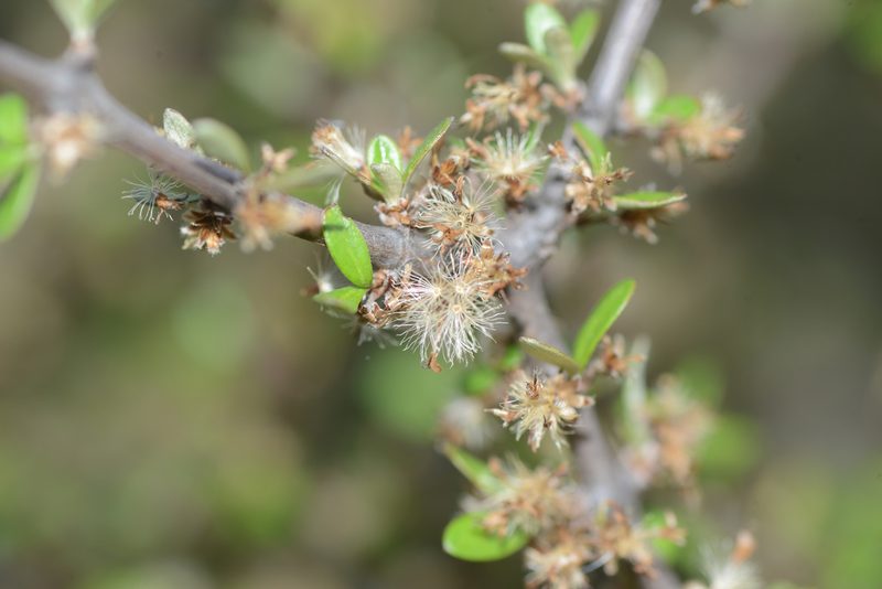 Olearia virgata, photographed by Jon Sullivan