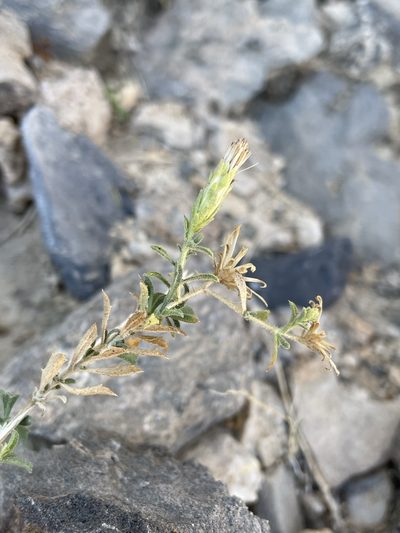 Adiaphila brickellioides, photographed by Matt Berger