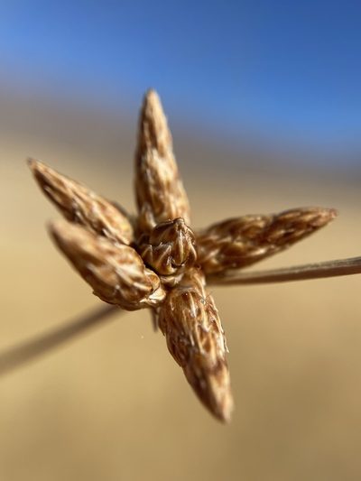 Amphiscirpus nevadensis, photographed by Matt Berger