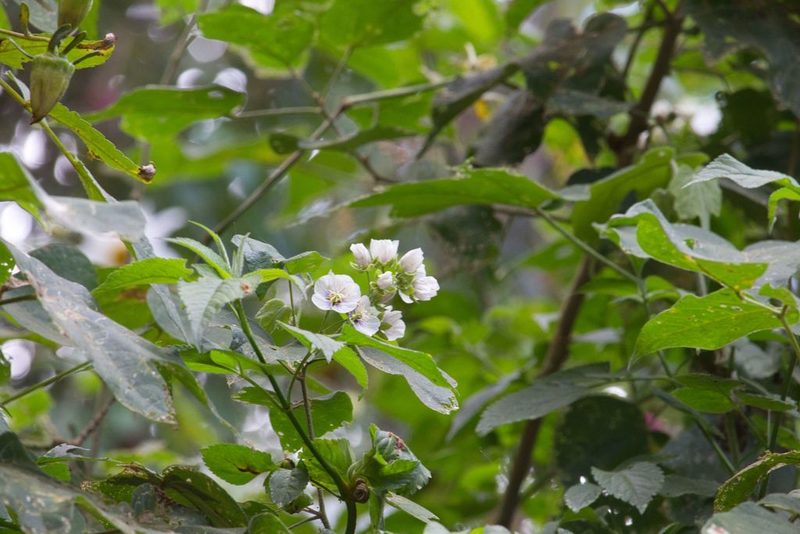Robinsonella lindeniana, photographed by Jake Rehage