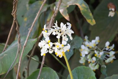 Begonia involucrata, photographed by Jake Rehage