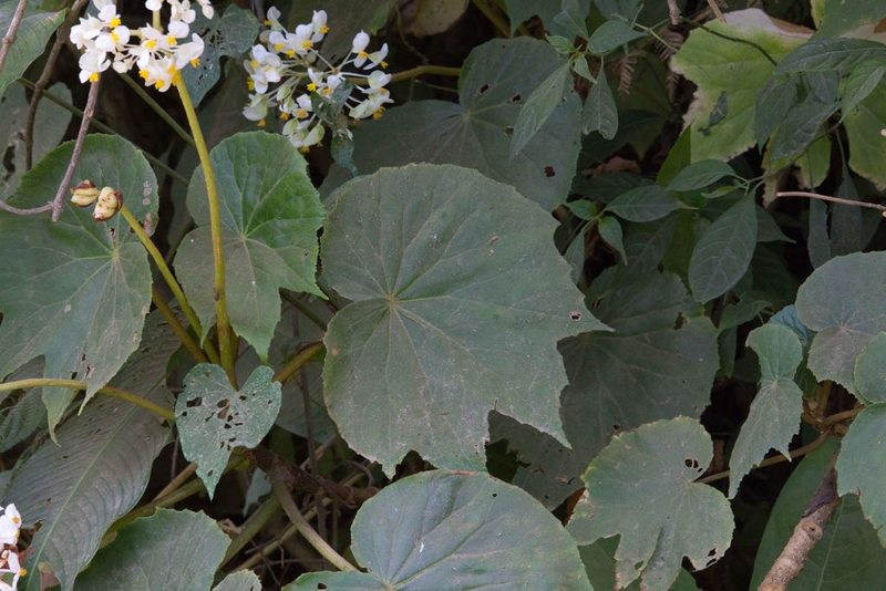 Begonia involucrata, photographed by Jake Rehage