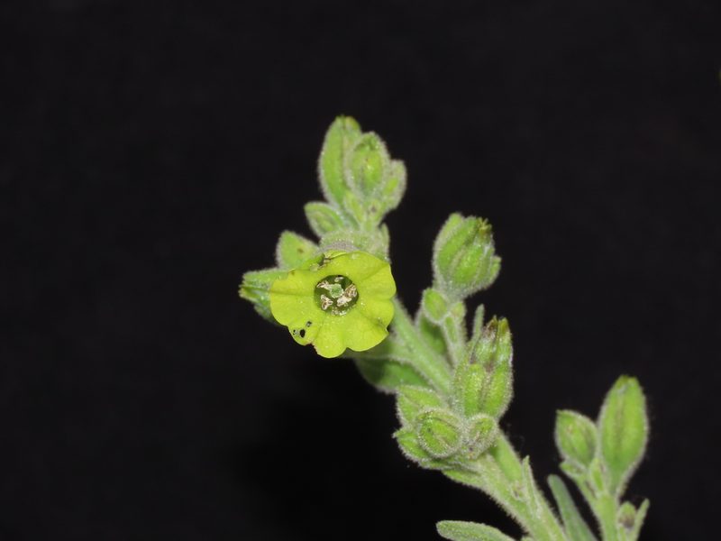 Nicotiana undulata, photographed by Manuel Roncal
