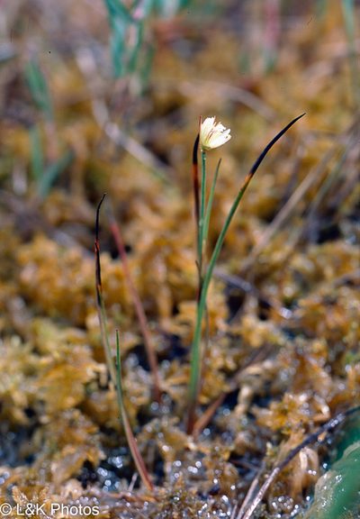 Juncus stygius, photographed by lallen