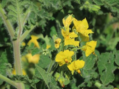 Solanum habrochaites, photographed by Manuel Roncal