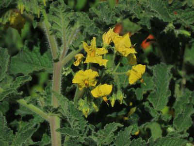 Solanum habrochaites, photographed by Manuel Roncal