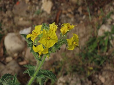 Solanum habrochaites, photographed by Manuel Roncal