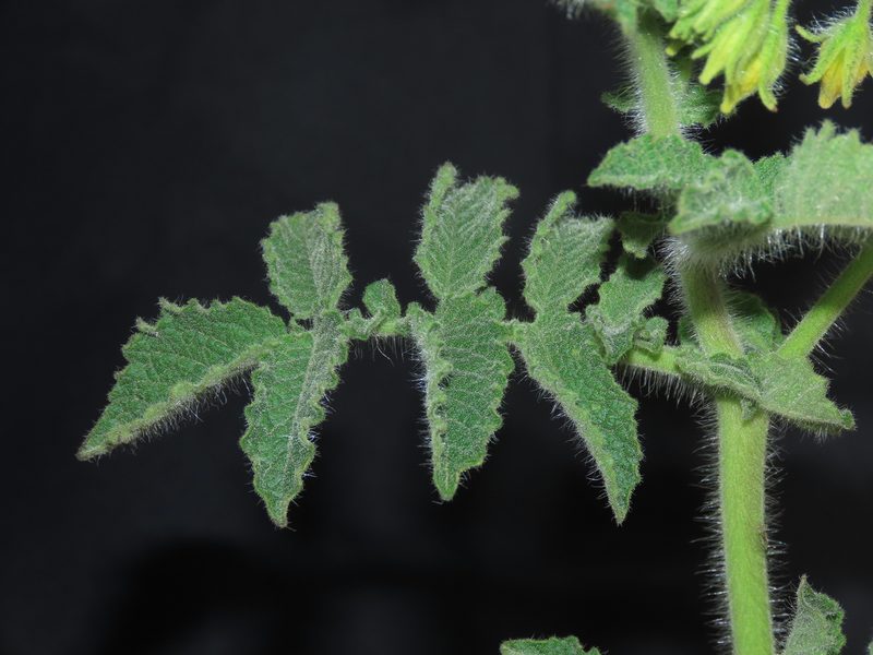 Solanum habrochaites, photographed by Manuel Roncal