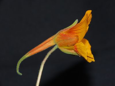 Tropaeolum minus, photographed by Manuel Roncal