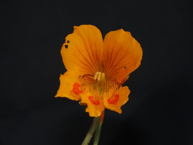 Tropaeolum minus, photographed by Manuel Roncal