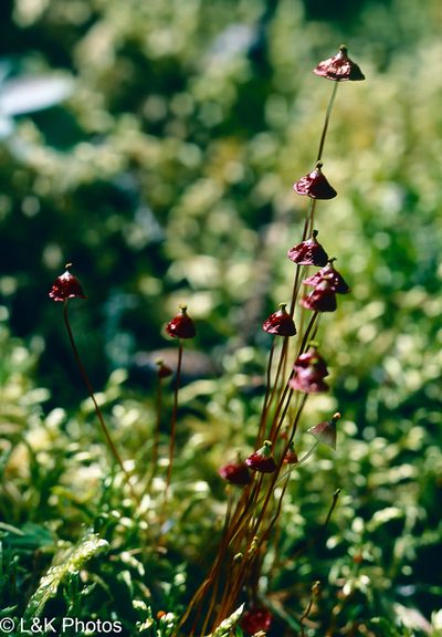 Splachnum rubrum, photographed by lallen
