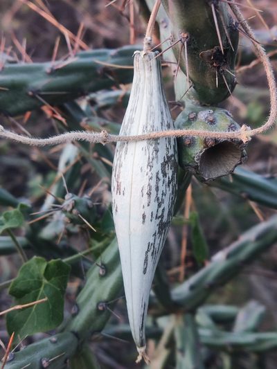 Polystemma cordifolium, photographed by Tereka Lasso