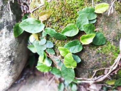 Ficus pumila, photographed by 四角銅鑼