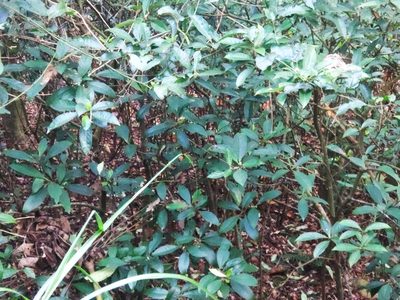 Psychotria asiatica, photographed by 四角銅鑼