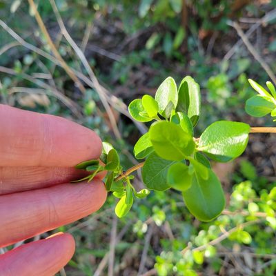 Lonicera subspicata, photographed by Dan Horowitz