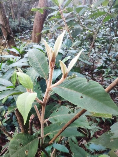 Callicarpa kochiana, photographed by 四角銅鑼
