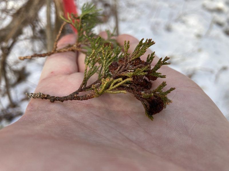 Chamaecyparis thyoides, photographed by Jake McCumber