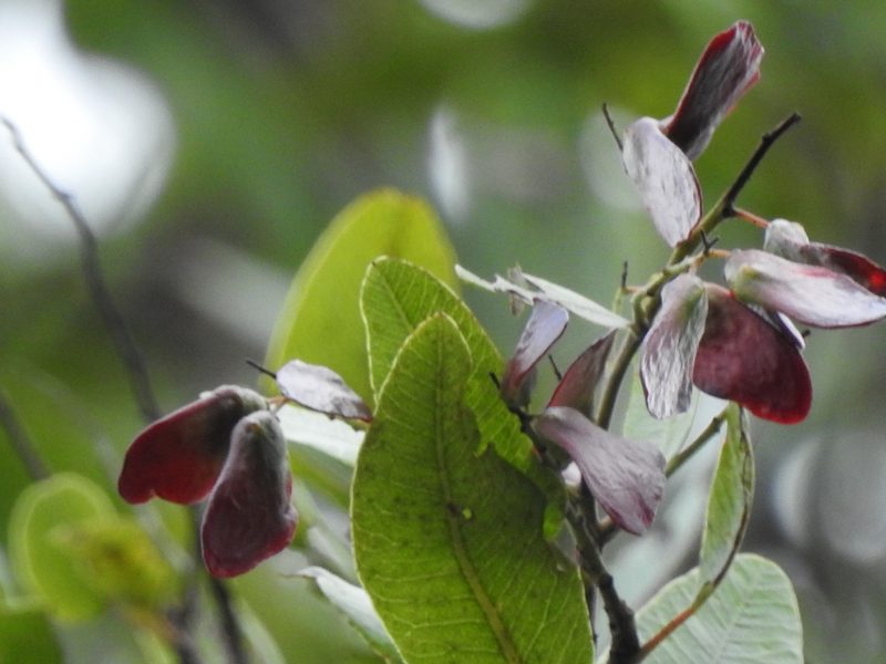 Schinopsis balansae, photographed by K. Musálem