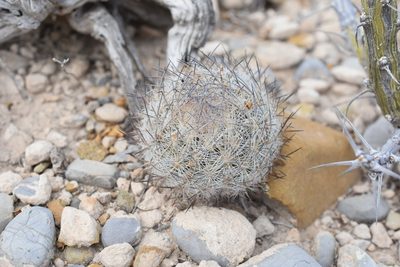 Sclerocactus mariposensis, photographed by P Gonzalez Zamora