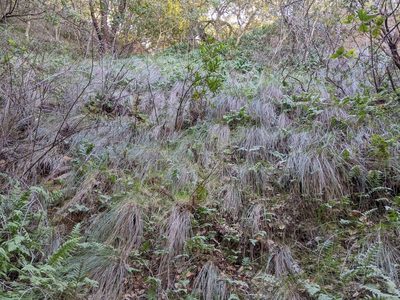 Festuca californica, photographed by Ken-ichi Ueda