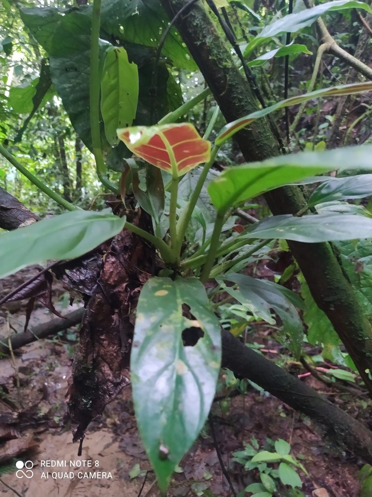 Philodendron subhastatum, photographed by Ileana Herrera