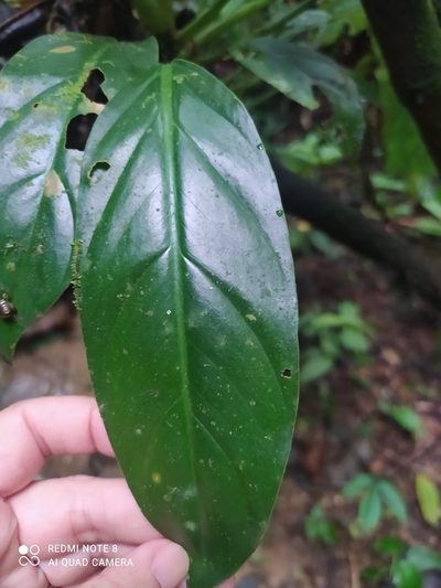 Philodendron subhastatum, photographed by Ileana Herrera